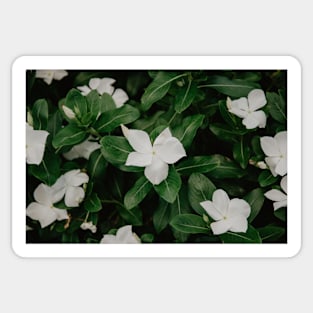 White Flowers Sticker